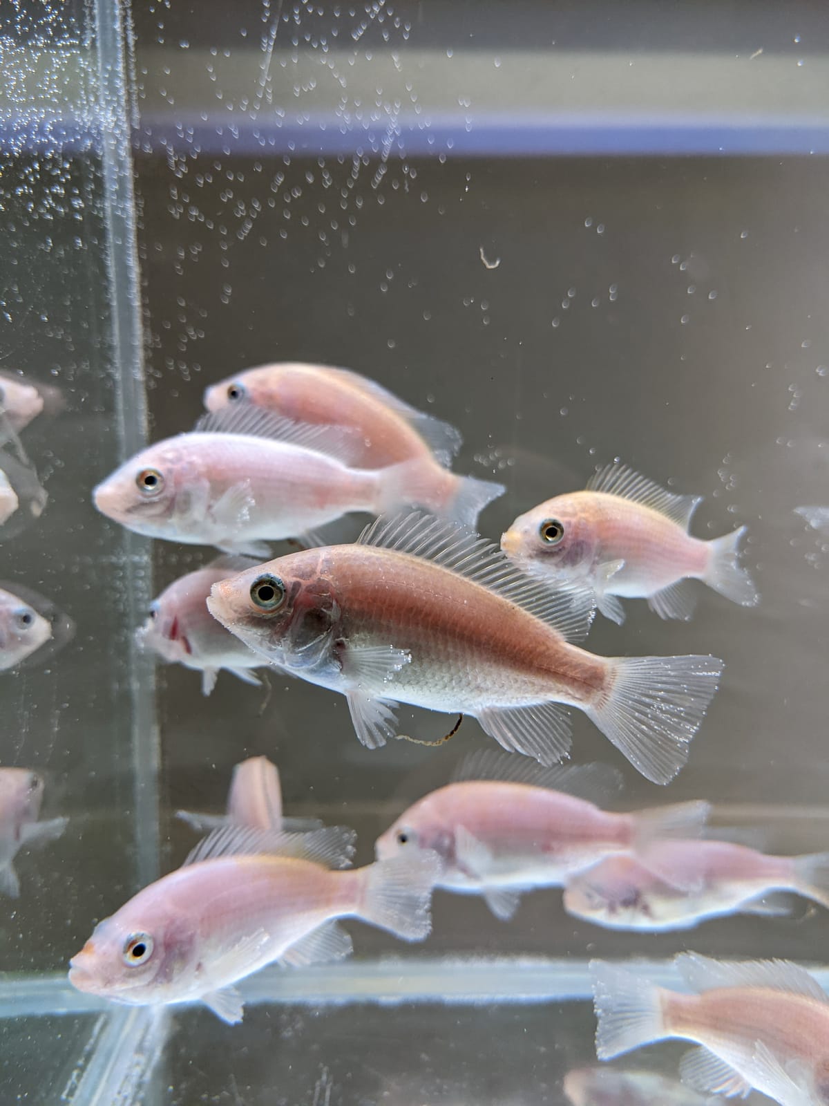 Tilapia fingerlings — medium (2–5 g)