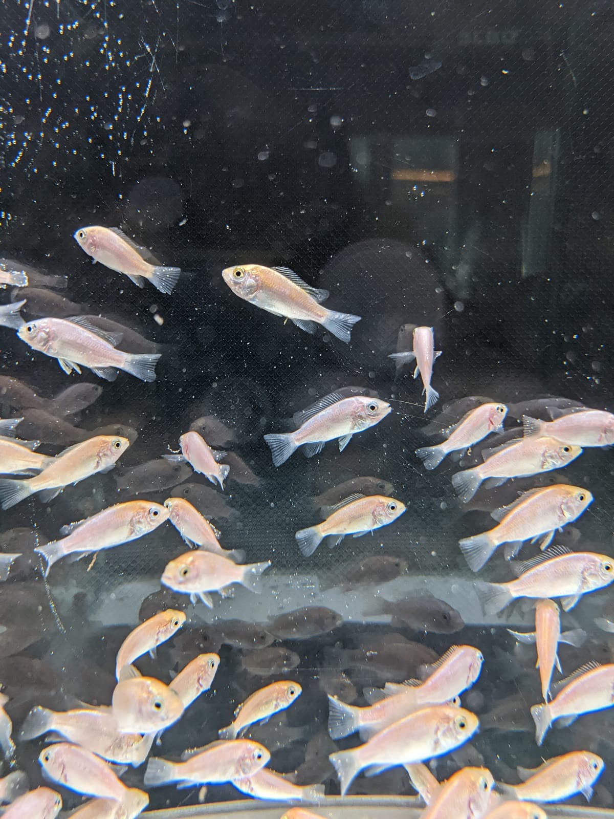 Tilapia fingerlings — small (0.5–2 g)
